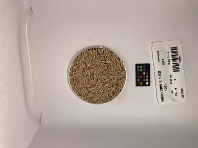SEED